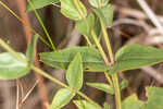 Catesby's gentian